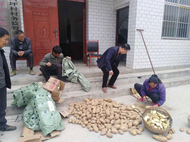 带你走进五彩斑斓的土豆世界，最新土豆品种介绍