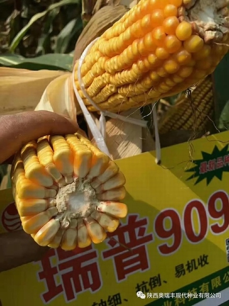 最新国审瑞普909品种，农业发展的双刃剑揭秘