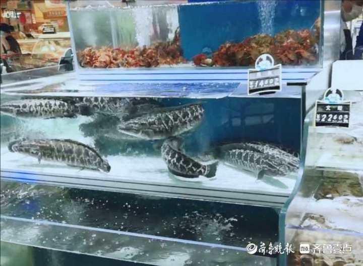 科技赋能生活，智能鱼价通——淡水鱼价格尽在掌握的新伙伴