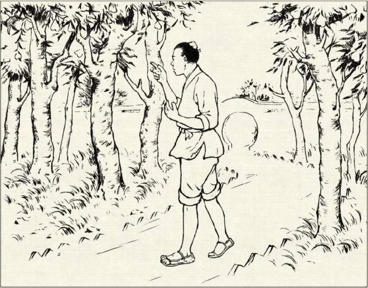 梨树吧最新动态更新速递