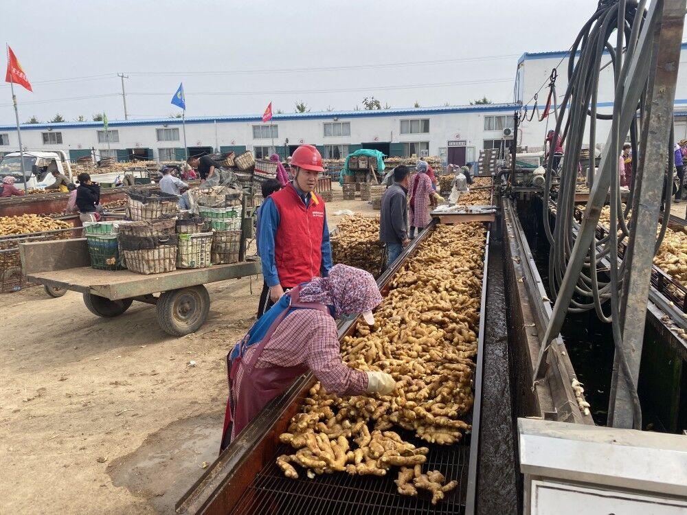 小姜价格行情深度解析，揭秘市场行情🔥
