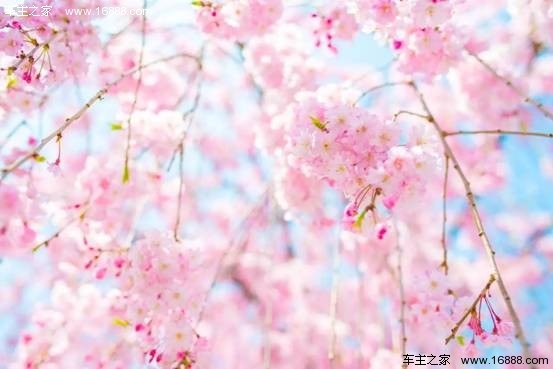 浪漫樱花电影，樱花约定与友情绽放的约定之旅